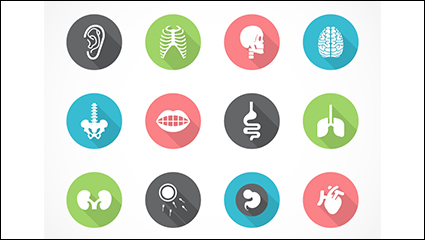 12 human organs icon vector material