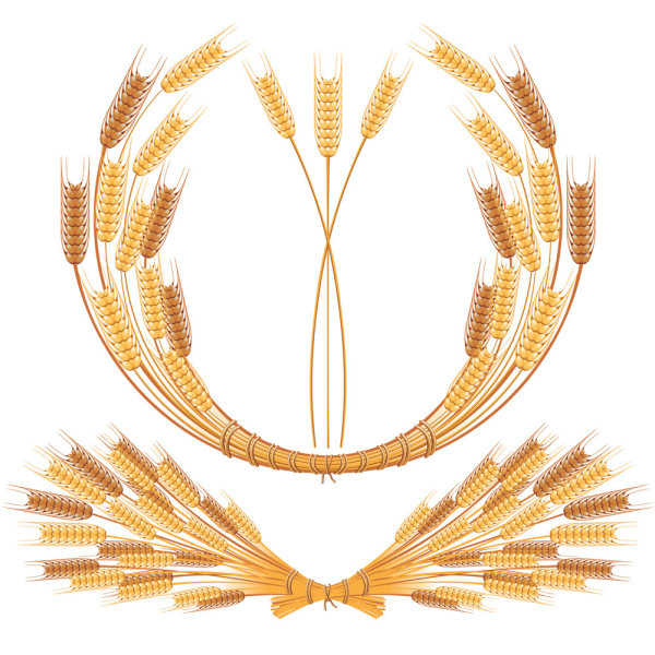 Yellow wheat 05-- vector material 