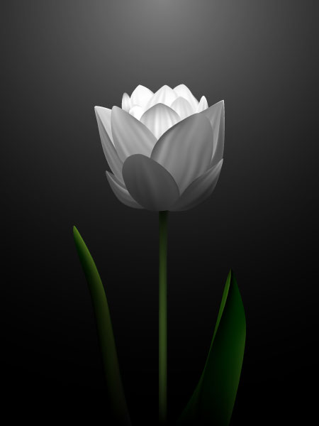 White tulips vector material -2