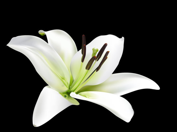 Lily vector material