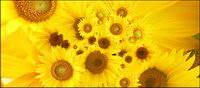 Sunflower picture background material-4