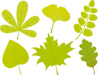 A variety of leaf forms 04-- vector material