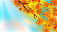 Beautiful maple leaf background 02 - vector
