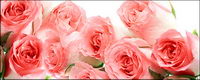 A bouquet of pink roses picture material