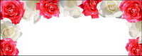 Red Rose White Rose-picture material