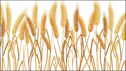 Yellow wheat 02-- vector material