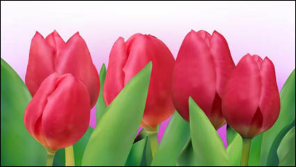 Bright tulips 01 - vector 