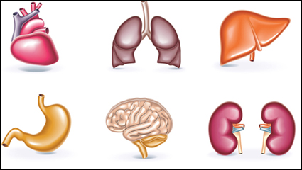Perspective of human organs vector material